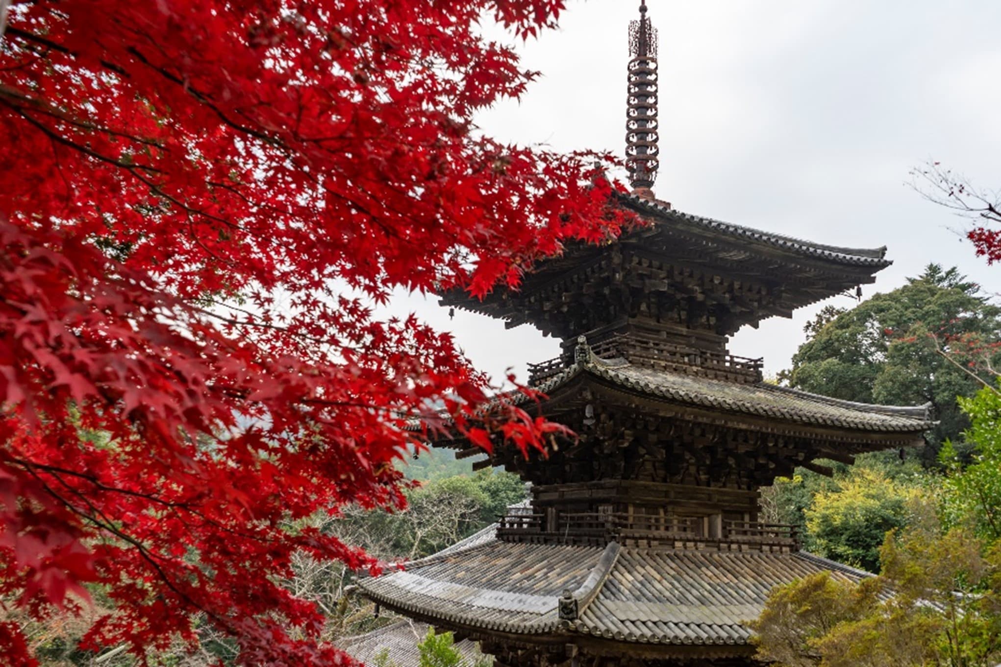 法華山一乗寺特別拝観 ガイドと巡る本堂内陣参拝ツアー