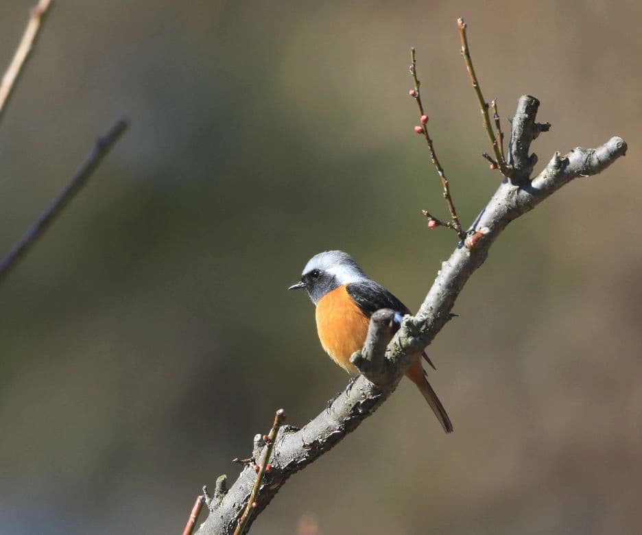 探鳥会 in 兵庫県立フラワーセンター